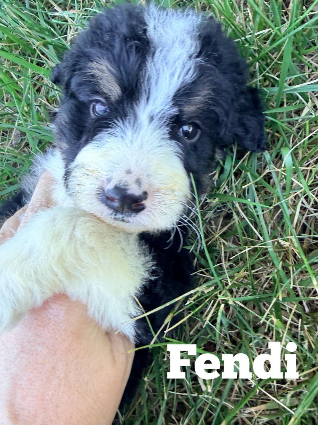 Fendi — Ultra Bernedoodle boy with classic teddy bear look