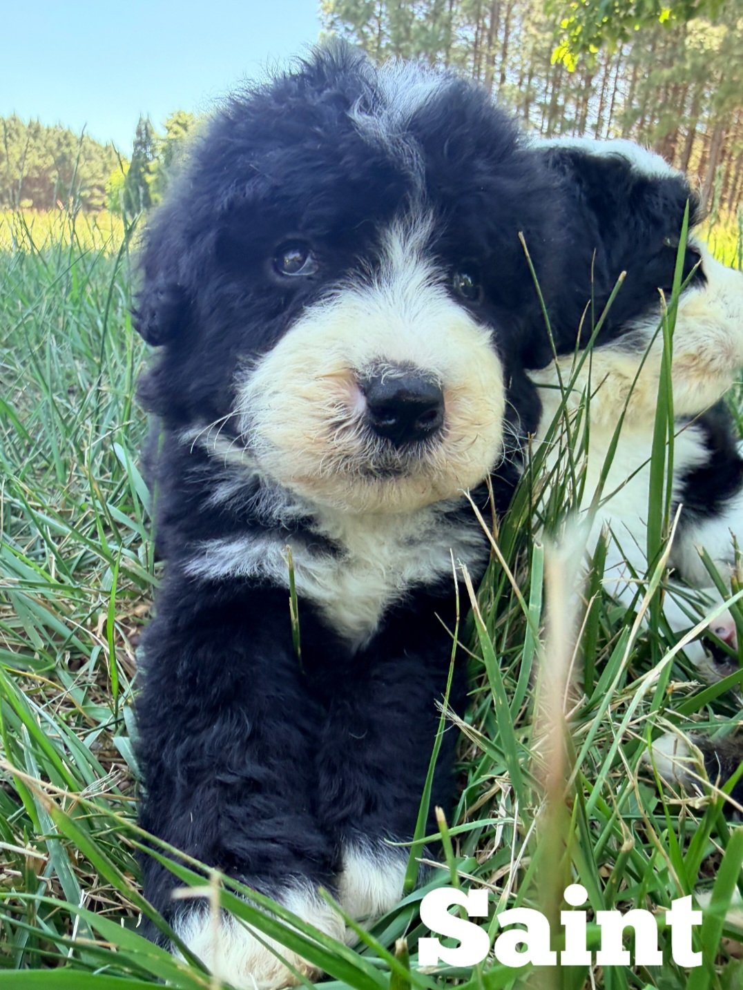 Saint — Ultra Bernedoodle boy with bi-color markings