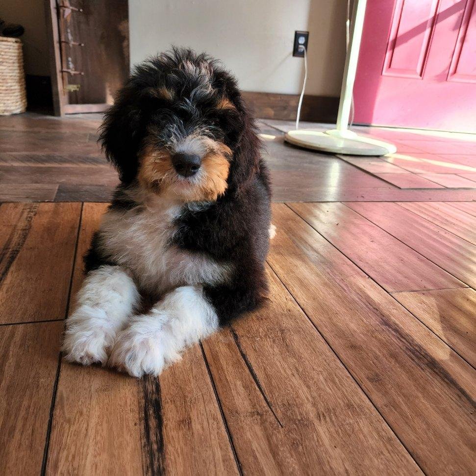 Beautiful Bernedoodle from Doods & Dolls