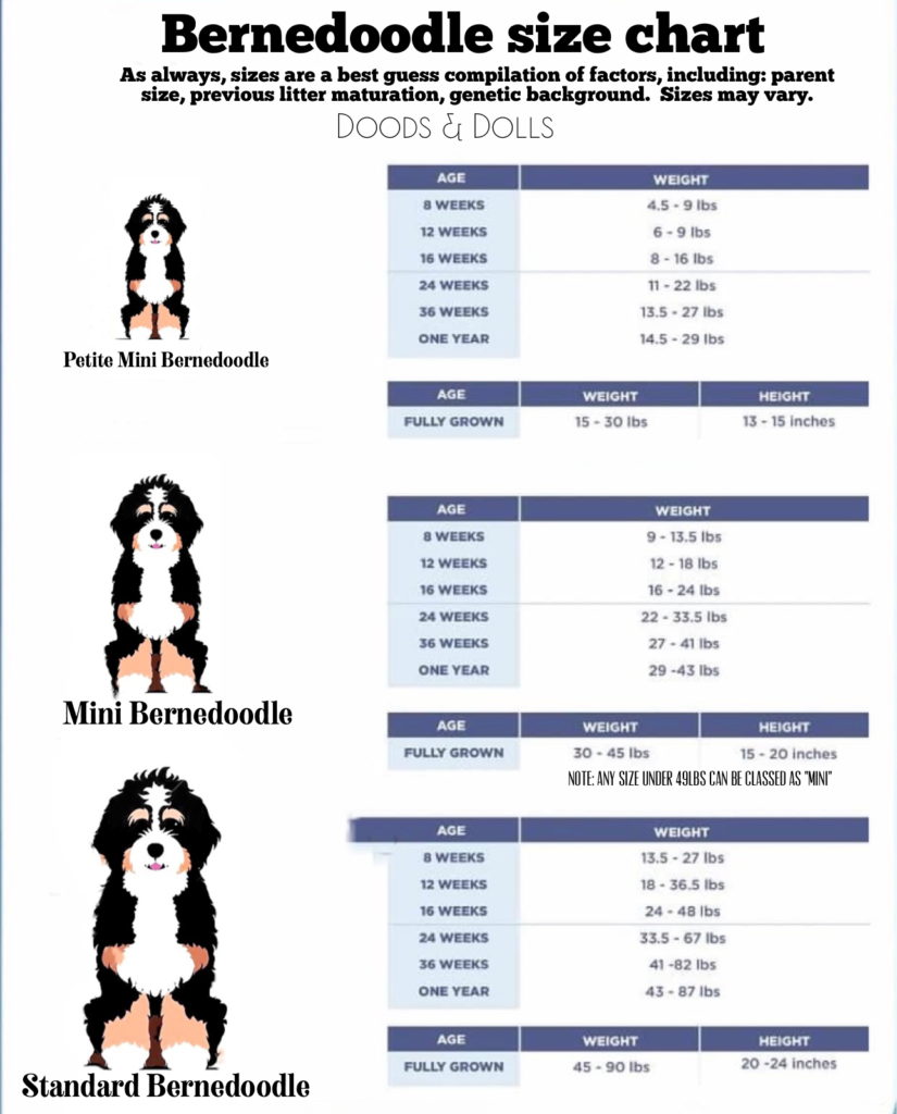 Bernedoodle size comparison chart