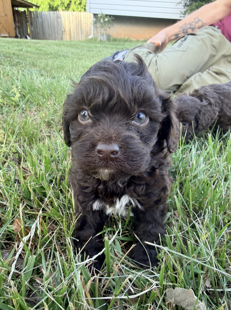 Black curly Mini Cockapoo with white chest — Bingo