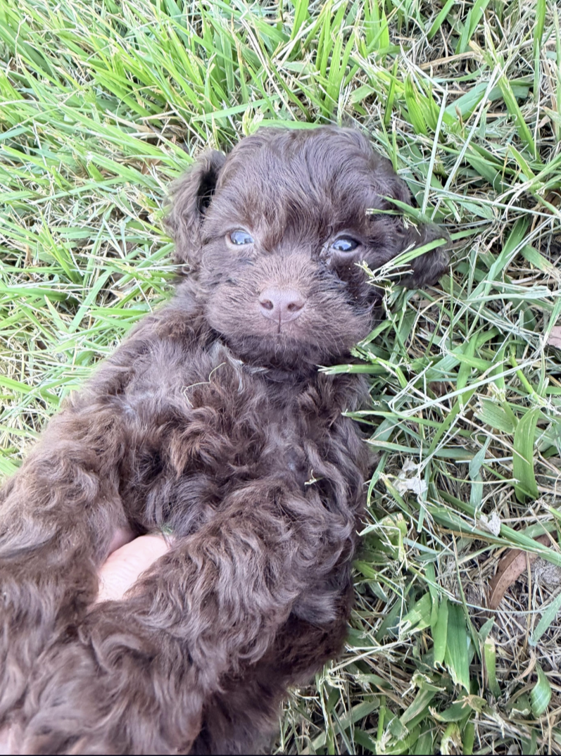 Charcoal Mini Cockapoo puppy with striking blue eyes — Bluey