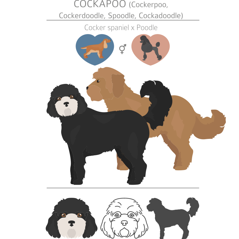 Cockapoo breed illustration