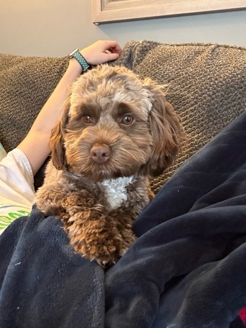 Tiny Cockapoo puppy resting on a lap