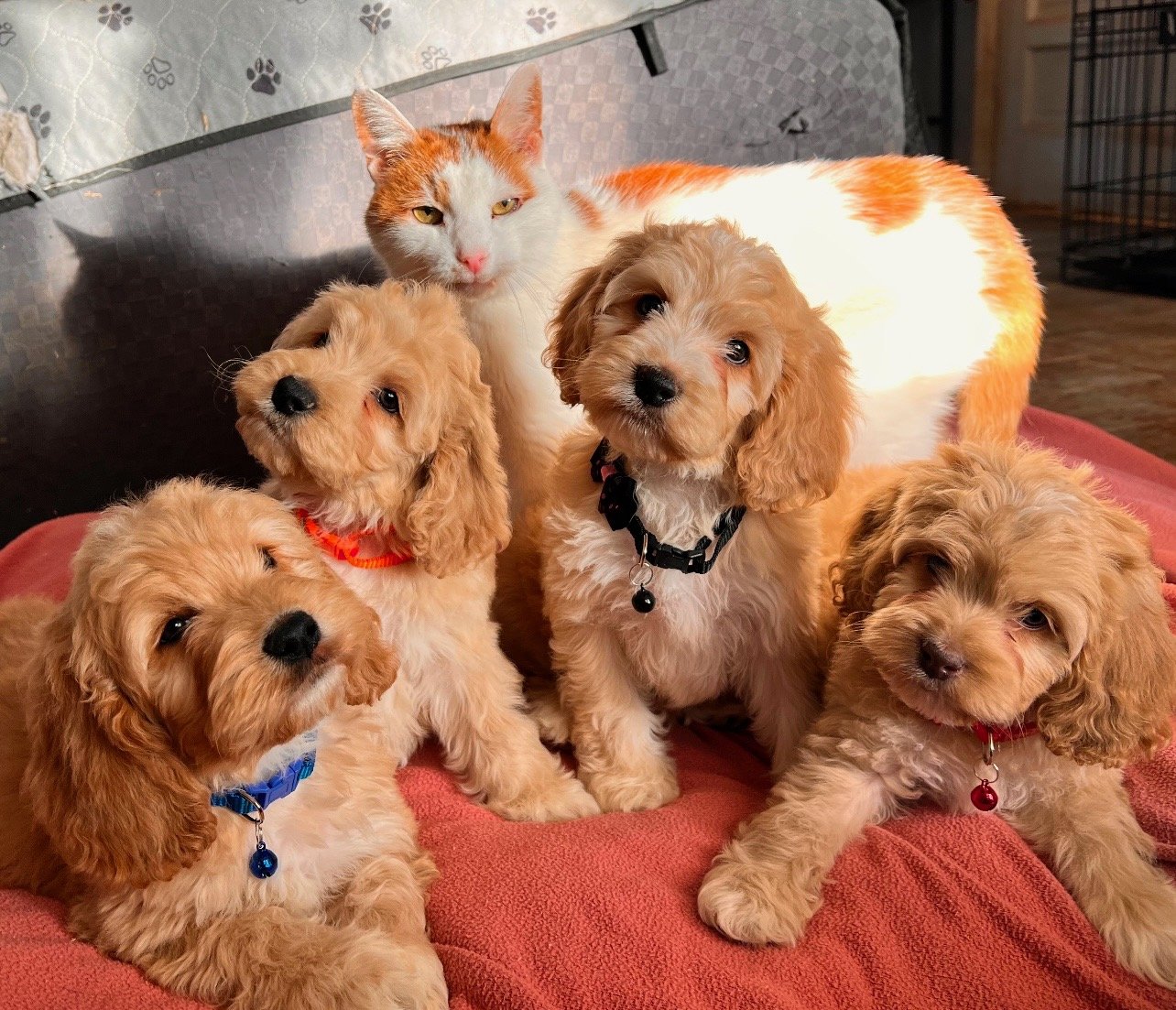 Our family of golden doodles and a cat posed together on a red blanket